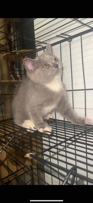 Mèo anh lông ngắn bicolor xám trắng (nhà đẻ). Mua bán Mèo tại Quận Gò Vấp Tp Hồ Chí Minh được đăng bởi Ngoc Anh