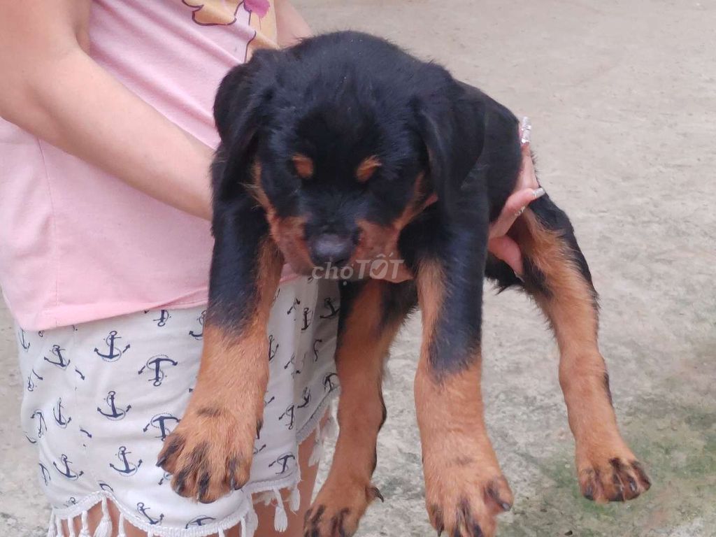 Rottweiler.Mập Ú Ù.