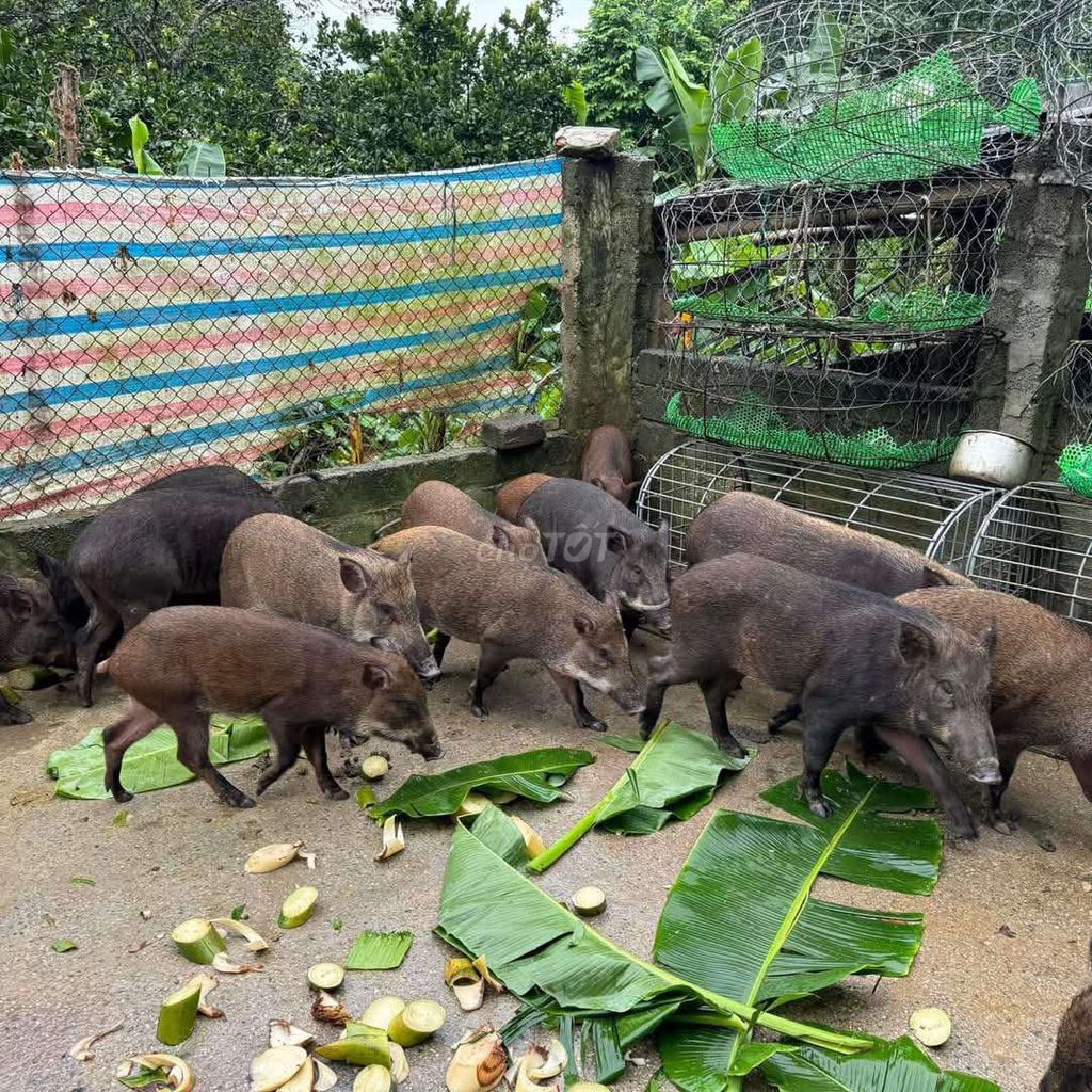 Heo lai r 18kg đến 50kg giá 120k 1kg ❤️❤️❤️