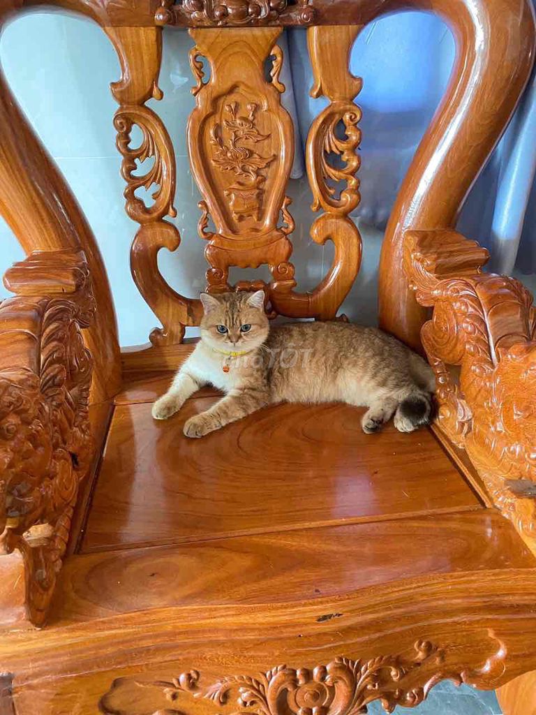 PHỐI MÈO CHÂN LÙN. GOLDEN MẮT XANH