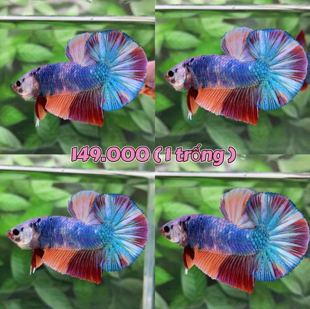 cá Betta Koi Candy