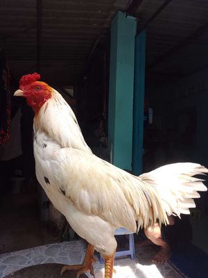 siu mỹ tay cục sắt 2k9 đá liền. Mua bán Gà tại Huyện Hóc Môn Tp Hồ Chí Minh được đăng bởi Tên chưa cung cấp