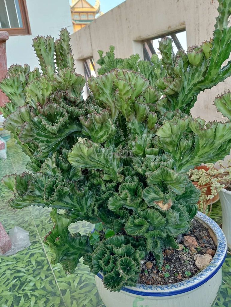 Cây cảnh Xương rồng Vạn Lý Trường Thành 50x50 cm. Mua bán Cây cảnh, đồ trang trí tại Thành phố Sóc Trăng Sóc Trăng được đăng bởi Vũ hình 1