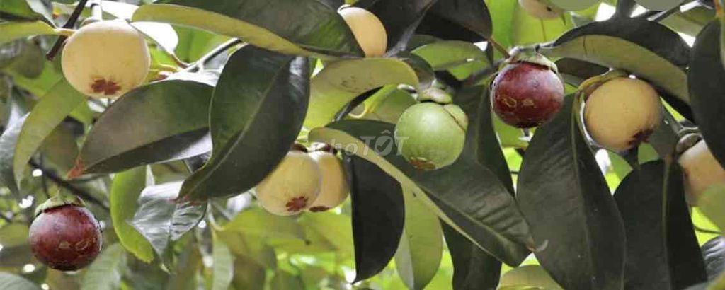 Cây giống Măng cụt Thái ghép. Mua bán Đồ chuyên dụng, Giống nuôi trồng tại Huyện Cái Bè Tiền Giang được đăng bởi Võ Minh Luân hình 1