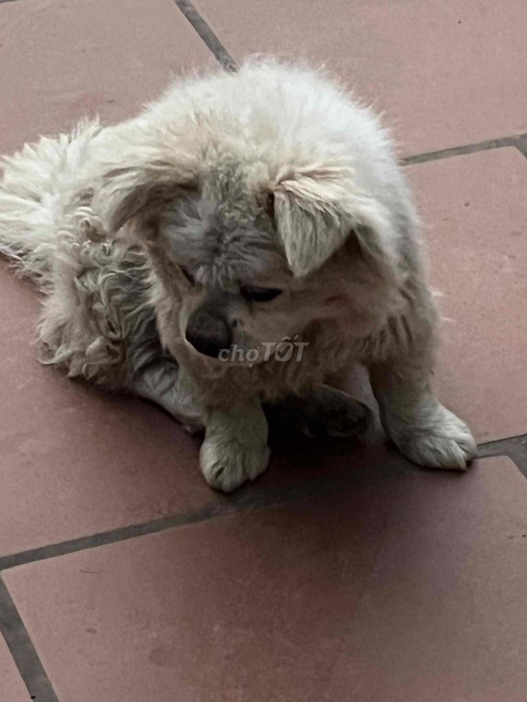 Chó Nhật. Mua bán Chó tại Huyện Mê Linh Hà Nội được đăng bởi Nguyễn Anh Tuấn hình 1