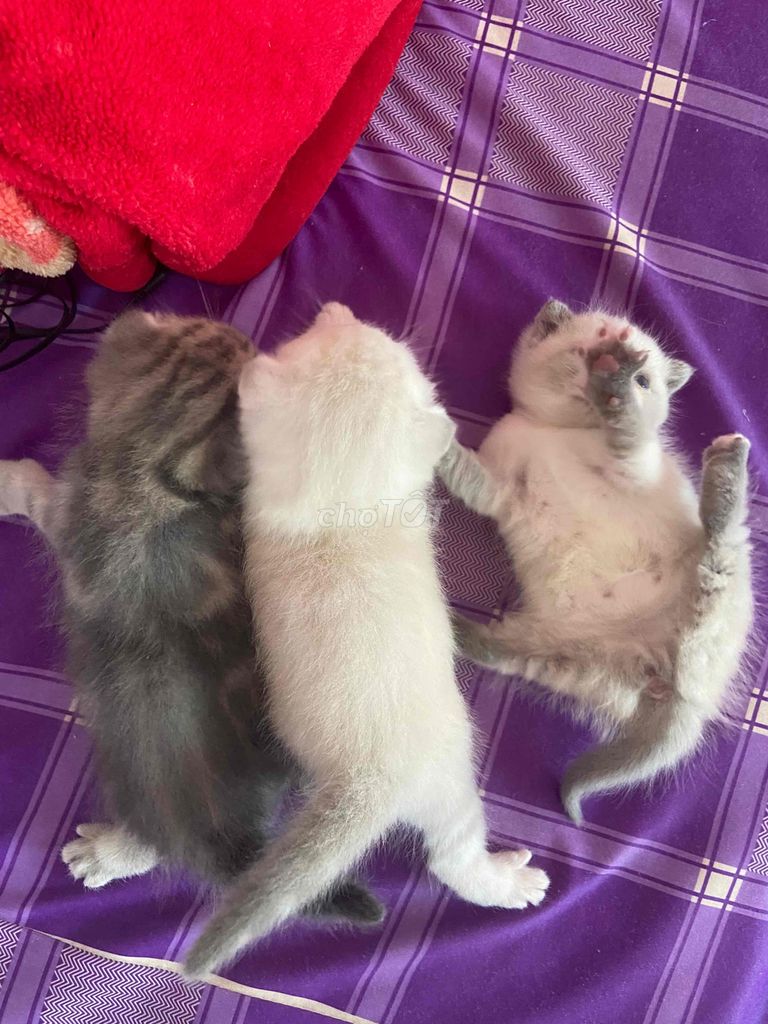 Bầy 3 mèo con lông ngắn tai cụp 1 tháng tuổi