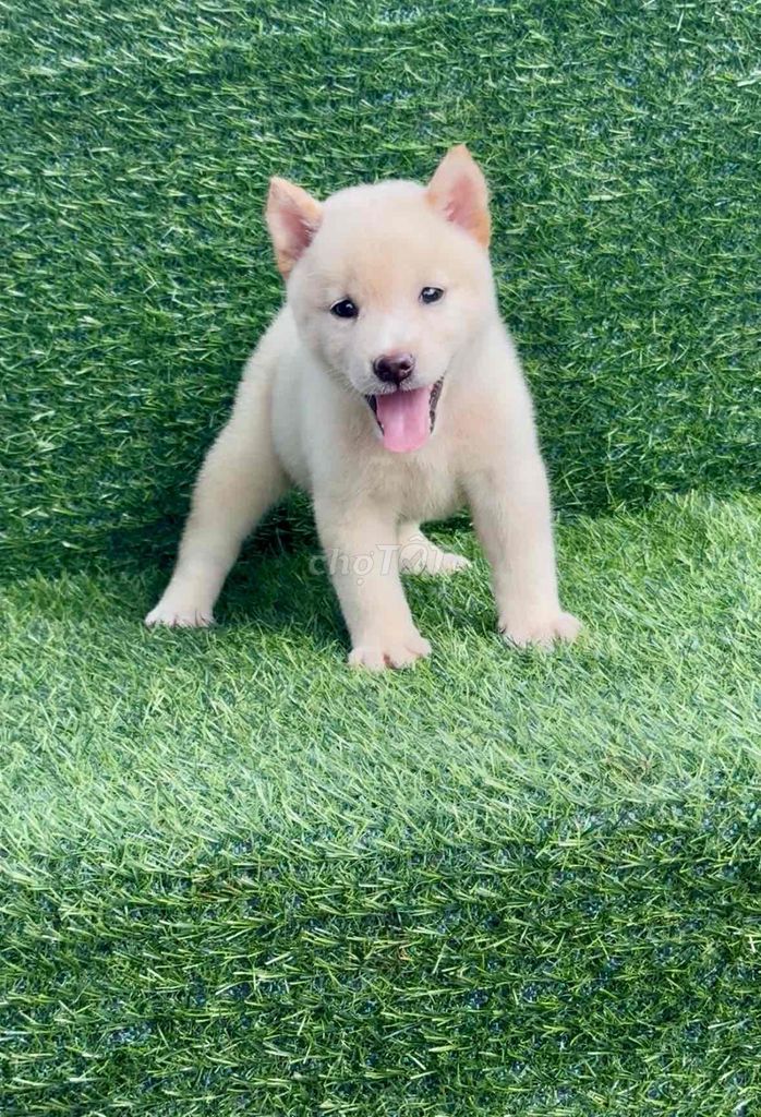 mấy bé shiba đến tuổi về nhà mới