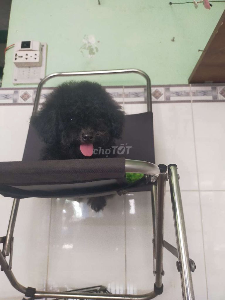 Poodle xám cái