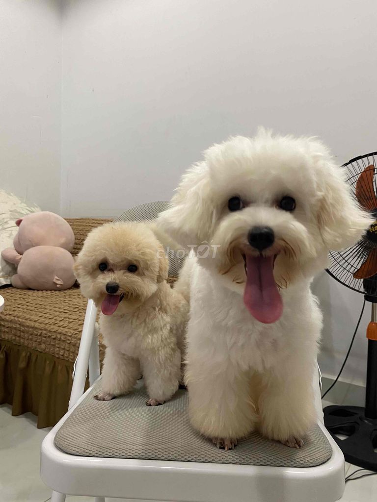 cần gả bé bichon đực