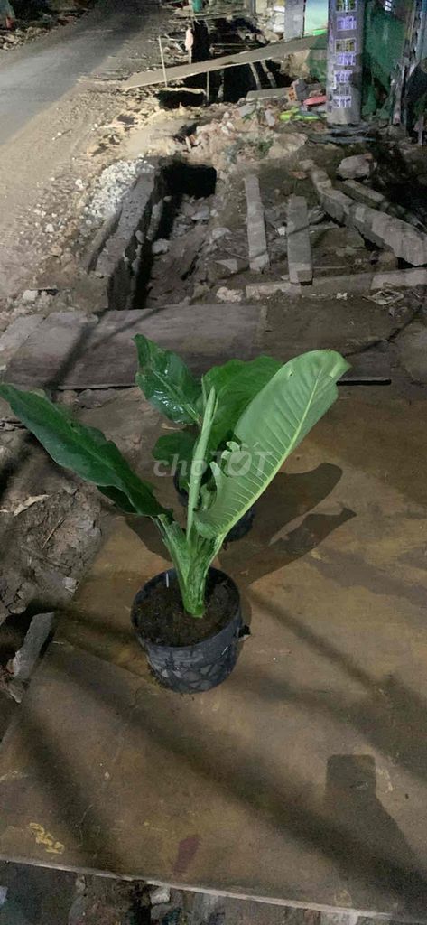 Cây cảnh Đại phú gia Xanh lá. Mua bán Cây cảnh, đồ trang trí tại Thị xã Tân Uyên Bình Dương được đăng bởi Nguyễn Chí thanh hình 1
