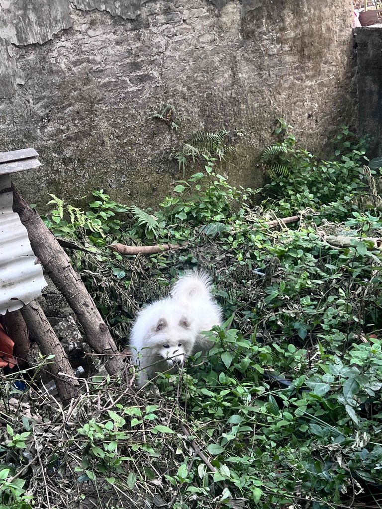 Chó Samoyed đực 5 tháng tuổi. Mua bán Chó tại Quận Hoàng Mai Hà Nội được đăng bởi Ngân Kem hình 1