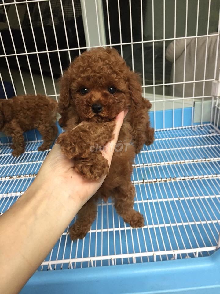 0976628408 - Chó Poodle thuần chủng nhà đẻ! Ship tận nhà!