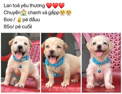 chó chân lùn size nhỏ