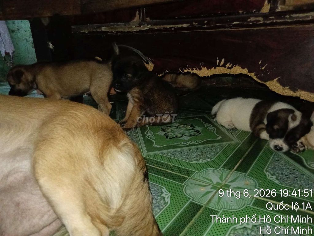 Chó cỏ nhiều màu. Mua bán Chó tại Huyện Bình Chánh Tp Hồ Chí Minh được đăng bởi Doanson hình 1