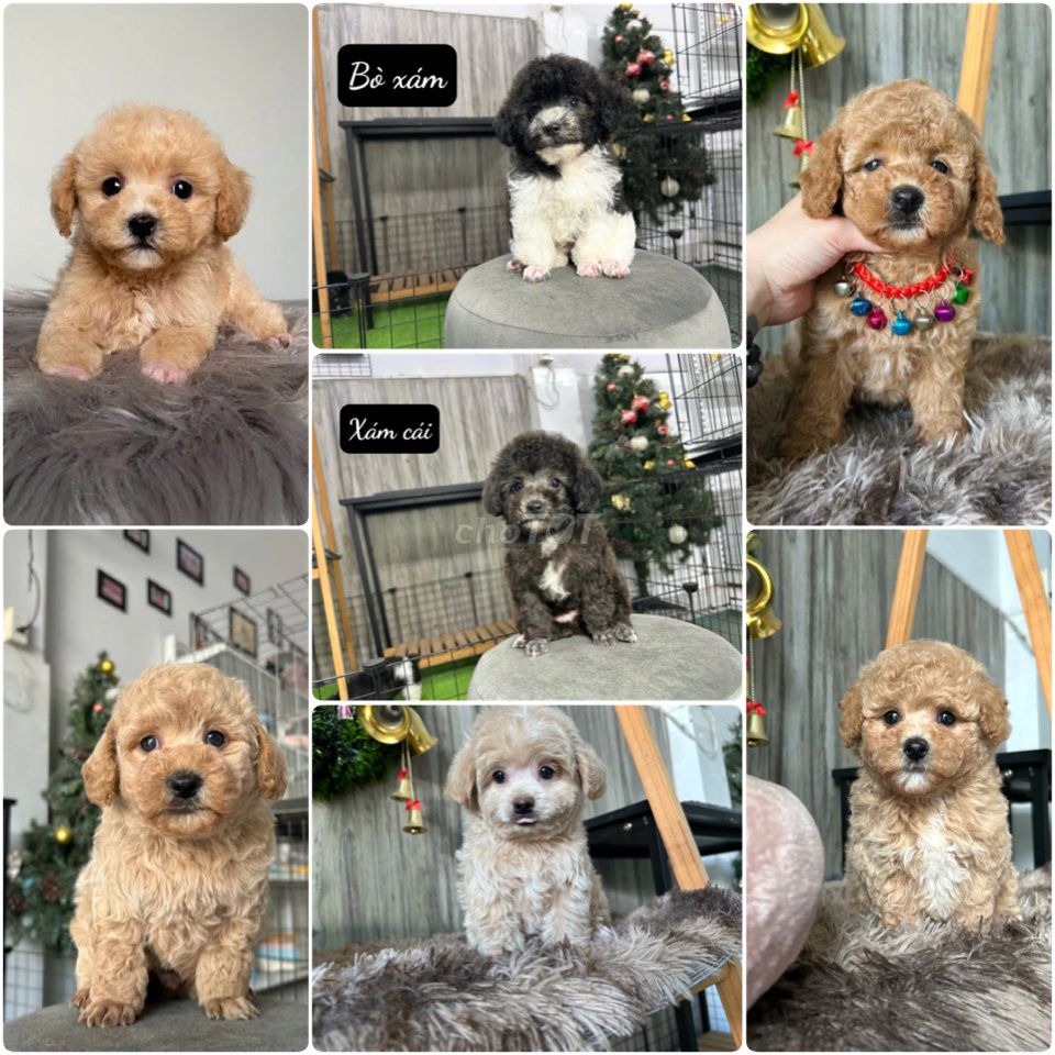 Poodle đủ màu - Trắng kem nâu vàng mơ. Mua bán Chó tại Quận Gò Vấp Tp Hồ Chí Minh được đăng bởi Poodle Sài Gòn hình 1