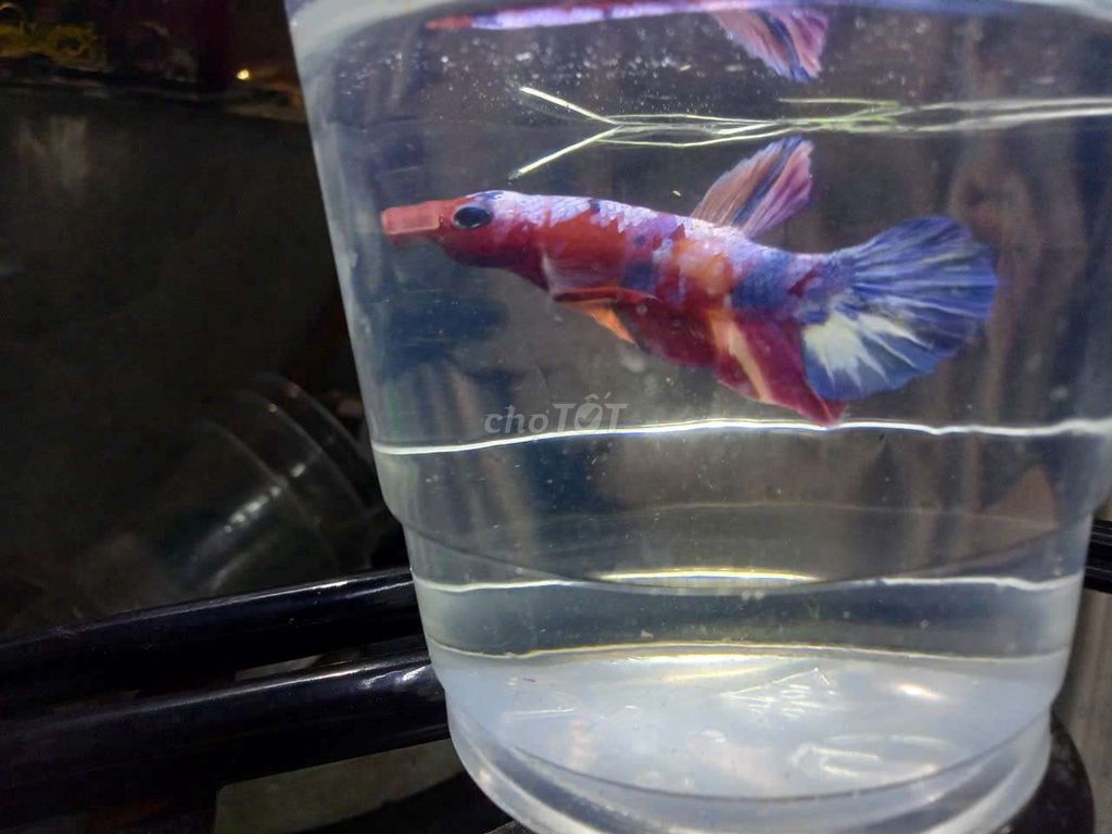 Cá Betta Nemo 6 con 2 trống 4 mái. Mua bán Thú cưng khác tại Huyện Bình Chánh Tp Hồ Chí Minh được đăng bởi THIỆN HÀO hình 1