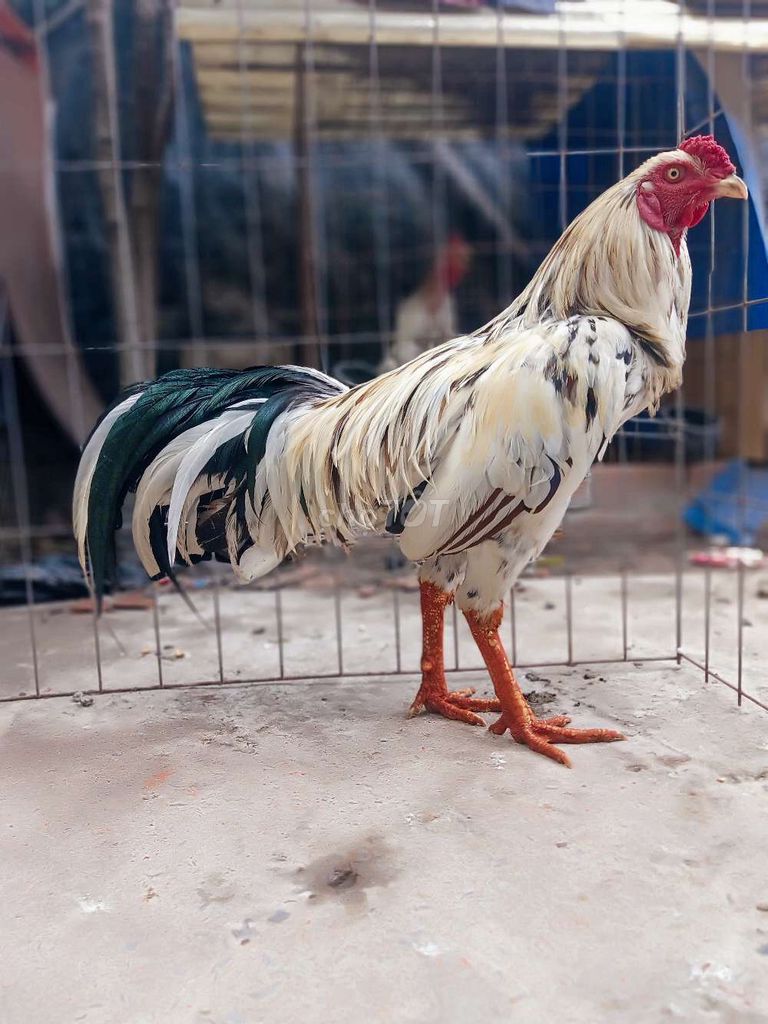 Gà Trống Trắng đen 2.5. Mua bán Gà tại Quận 12 Tp Hồ Chí Minh được đăng bởi gà nòi sanh sữa  hình 1