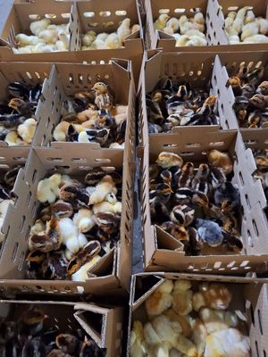 Cần bán gà ta gà nòi Bến Tre gà mía  gà đen .vịt. Mua bán Gà tại Quận 12 Tp Hồ Chí Minh được đăng bởi Lê Thị Hảo