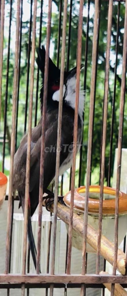 mào vip. Mua bán Chim tại Huyện Quảng Điền Thừa Thiên Huế được đăng bởi Nguyên  hình 1