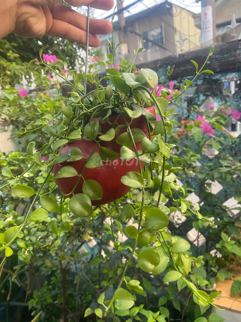 Lan hạt dưa chậu vỏ Ốc đỏ. Mua bán Cây cảnh, đồ trang trí tại Huyện Hóc Môn Tp Hồ Chí Minh được đăng bởi Trọng Nghĩa hình 1