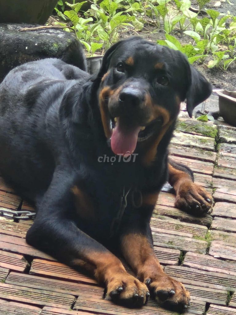 Chó Rottweiler Đen vàng Đực. Mua bán Chó tại Huyện Long Thành Đồng Nai được đăng bởi Tên chưa cung cấp hình 5