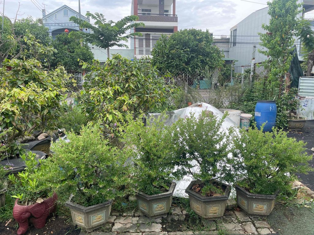 Cây cảnh Linh sam 4 chậu. Mua bán Cây cảnh, đồ trang trí tại Huyện Hòa Vang Đà Nẵng được đăng bởi Vân Hạ hình 1