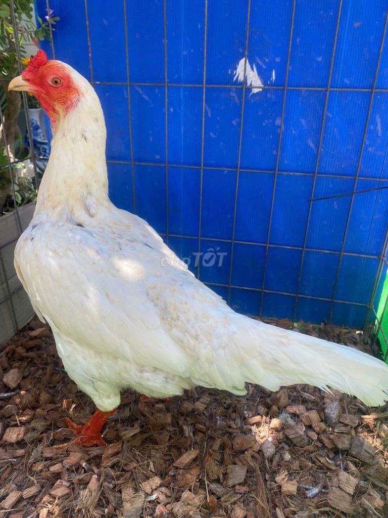 Gà Trắng Cái 2.5kg. Mua bán Gà tại Quận 7 Tp Hồ Chí Minh được đăng bởi Đạt gà Việt  hình 1