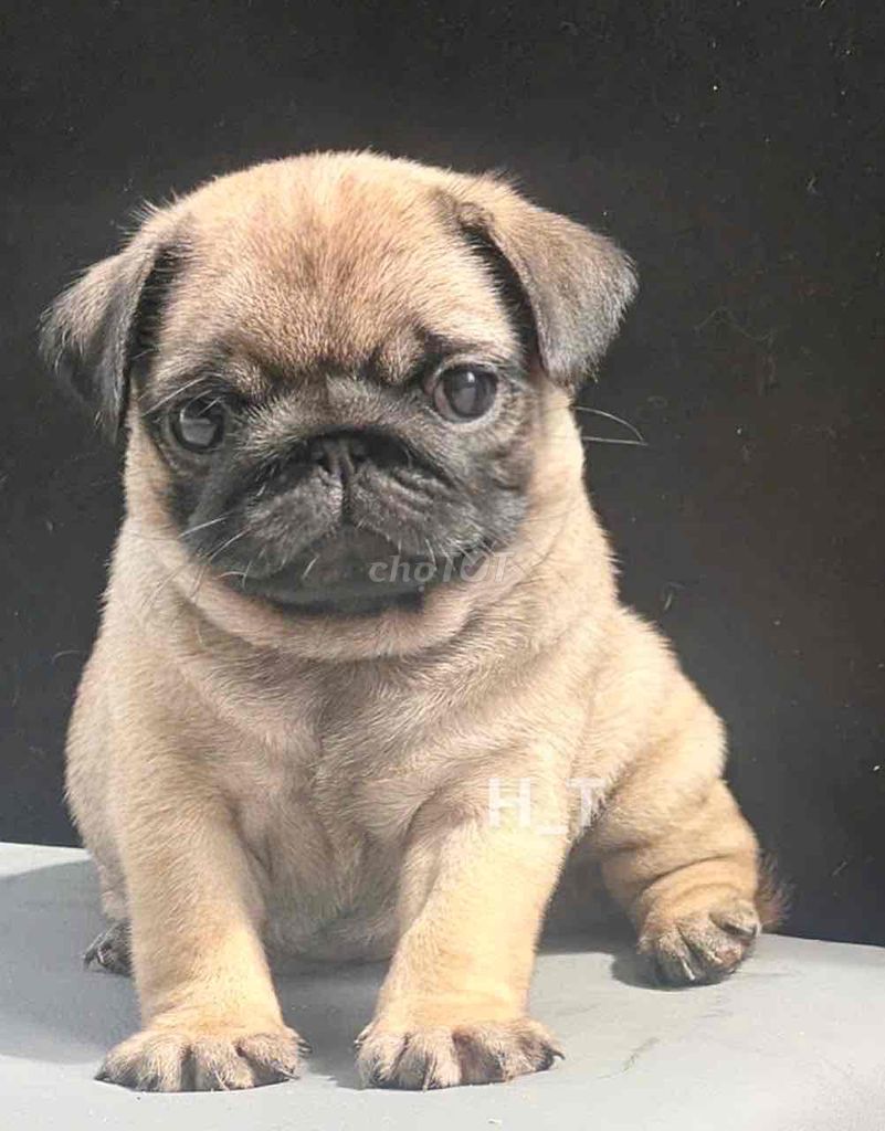 pug xệ heo chuẩn thái. Mua bán Chó tại Quận Bình Tân Tp Hồ Chí Minh được đăng bởi huỳnh thật  hình 1