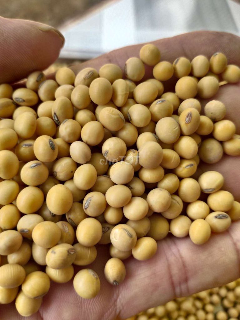 Đậu nành Mỹ Loại 1. Mua bán Đồ ăn, thực phẩm và các loại khác tại Thị xã Bến Cát Bình Dương được đăng bởi San Nguyen hình 1