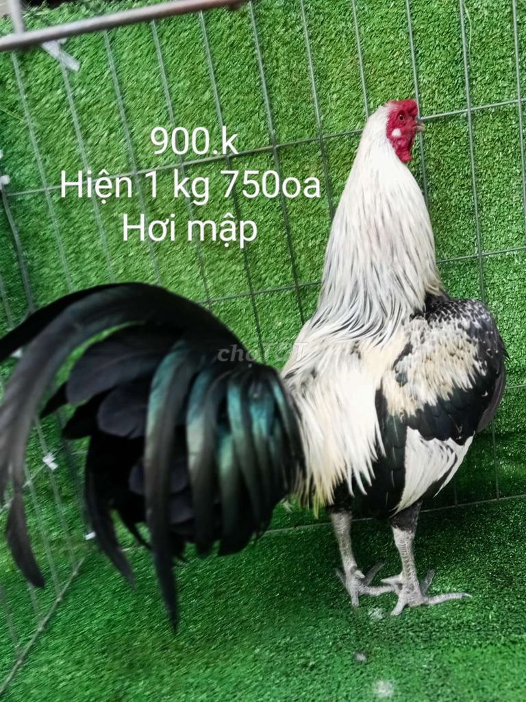 Víp 1 kg 750oa gà zin ae hợp lh mình