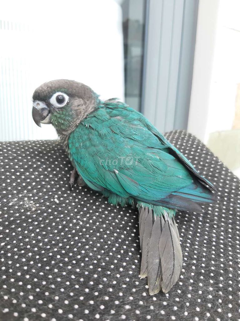 Vẹt Blue Greencheck Xanh lá. Mua bán Chim tại Quận Gò Vấp Tp Hồ Chí Minh được đăng bởi Bao Bao hình 1