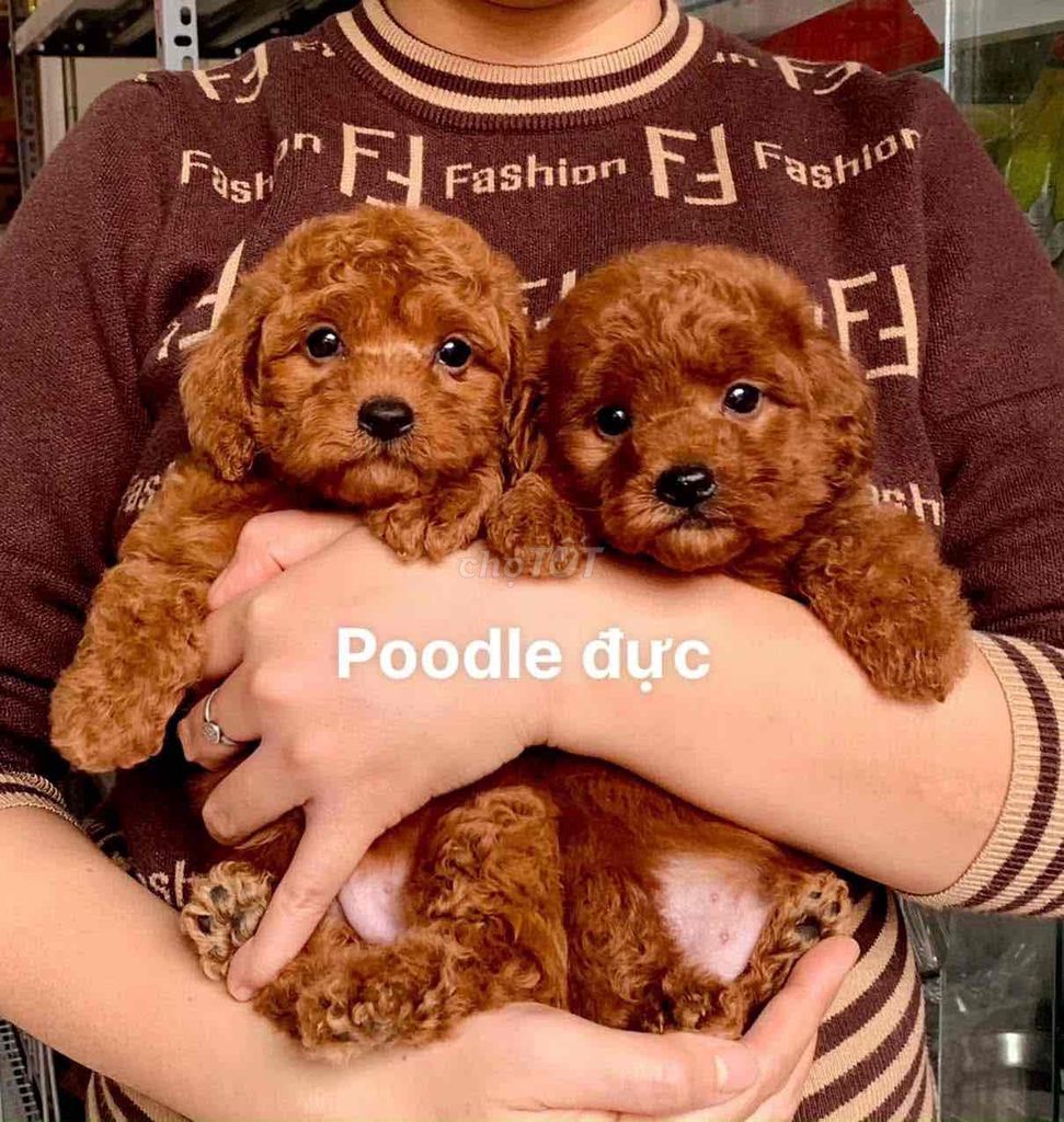 Chó Poodle Đực Nâu đỏ Đã tiêm phòng. Mua bán Chó tại Thành phố Bà Rịa Bà Rịa - Vũng Tàu được đăng bởi Nguyễn Thị Huỳnh Mai hình 1