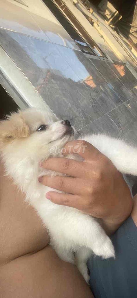 Chó Phốc Sóc cái. Mua bán Chó tại Thành phố Dĩ An Bình Dương được đăng bởi Ngọc Quân hình 1