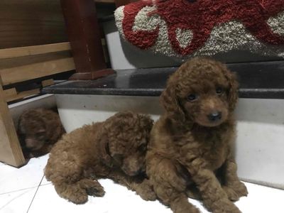 Poodlde nâu đỏ 2 đực 1 cái. Mua bán Chó tại Quận Long Biên Hà Nội được đăng bởi Thu An