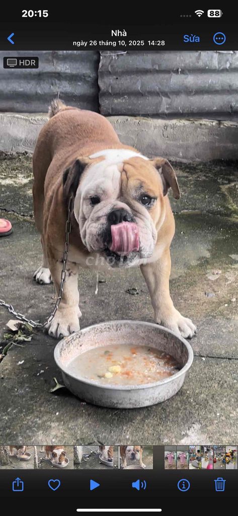Chó Bulldog đực. Mua bán Chó tại Huyện Phú Giáo Bình Dương được đăng bởi Trung Kiên hình 1
