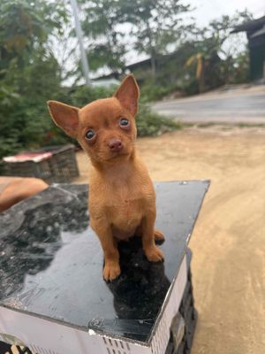 Chó Phốc mini cái mũi hồng