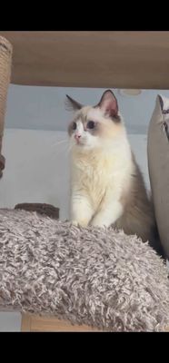 Ragdoll đực 11 tháng tập phối thuần chủng tiêm đủ