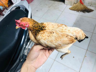 Gà Tre Bắc Cộc. Mua bán Gà tại Huyện Nhà Bè Tp Hồ Chí Minh được đăng bởi Sơn 