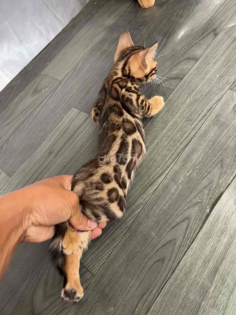 Mèo Bengal Cái Đỏ Tinh nghịch. Mua bán Mèo tại Huyện Đông Anh Hà Nội được đăng bởi Nguyễn thiên thời hình 1