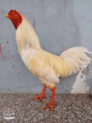 Úa Asil Thái Mỹ 3kg1 , thành tích 2x , rớt lại. Mua bán Gà tại Quận 8 Tp Hồ Chí Minh được đăng bởi chuyên cung cấp gà tre F1
