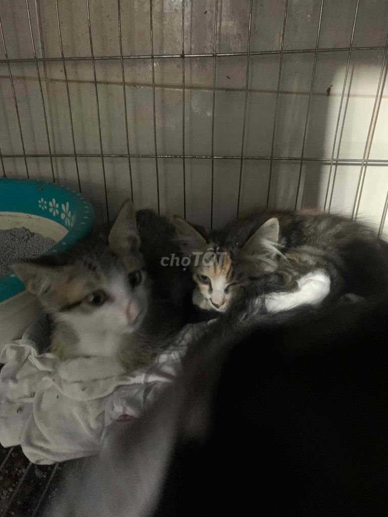 Mèo mướp con khỏe mạnh đã tẩy giun. Mua bán Mèo tại Quận Hoàng Mai Hà Nội được đăng bởi kiều thị thân hình 1