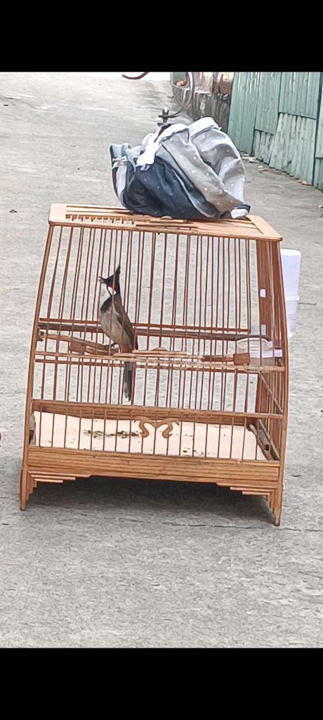 chim chào mào gốc bình định hơn 2 mùa . Mua bán Chim tại Thành phố Biên Hòa Đồng Nai được đăng bởi nobita hình 1