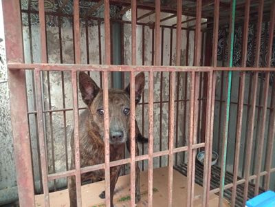 Chuồng chó mới làm 3,5tr thanh lý 750k