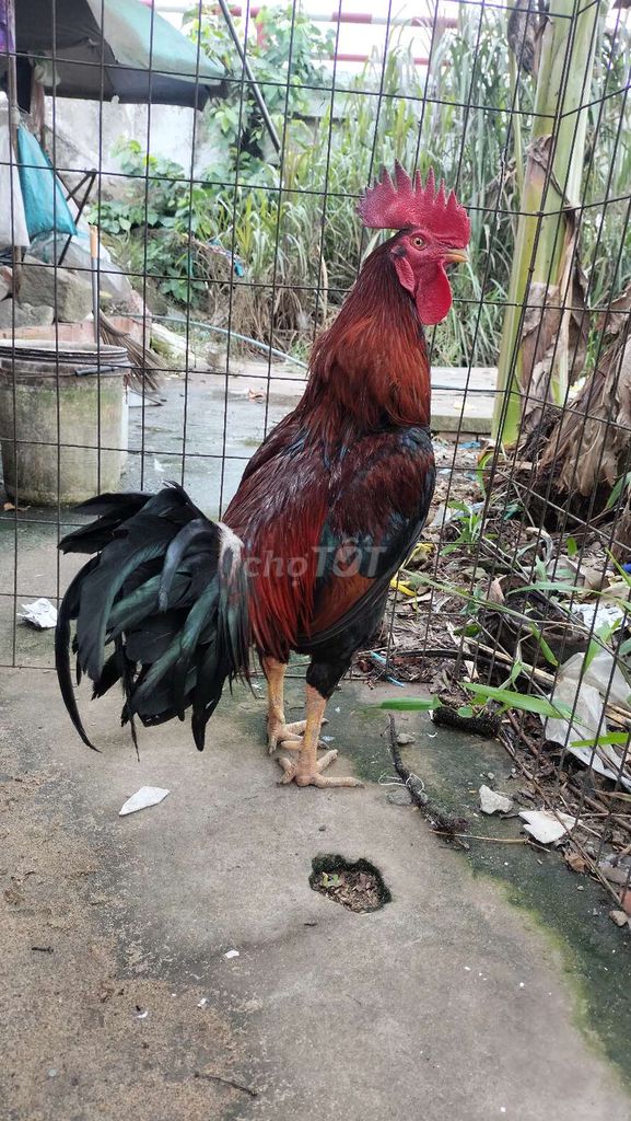 Gà Đỏ đen Đực 3.1kg. Mua bán Gà tại Thành phố Ngã Bảy Hậu Giang được đăng bởi gà đấu hình 1