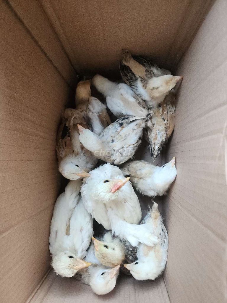 Gà tre Bắc. Mua bán Gà tại Huyện Trảng Bom Đồng Nai được đăng bởi Phạm Hồng Phúc hình 1