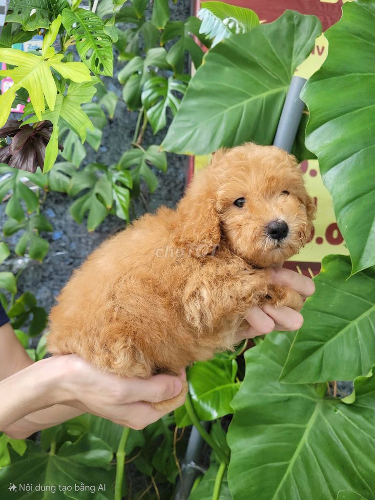 chó poodle 2 tháng thuần chủng. Mua bán Chó tại Quận Gò Vấp Tp Hồ Chí Minh được đăng bởi NGUYỄN DUY hình 2