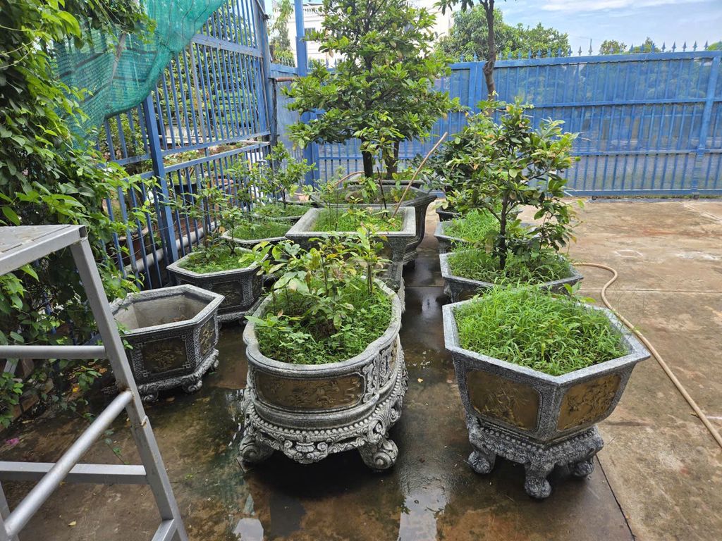 CẦN THANH LÝ LÔ MAI VÀ CHẬU CẢNH. Mua bán Cây cảnh, đồ trang trí tại Thành phố Thủ Dầu Một Bình Dương được đăng bởi TRUNG BÌNH DƯƠNG hình 1