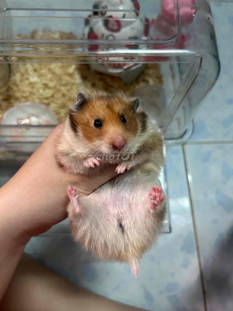 Pass chuồng và hamster bear f1. Mua bán Thú cưng khác tại Huyện Nhà Bè Tp Hồ Chí Minh được đăng bởi Nguyễn Nhung hình 1
