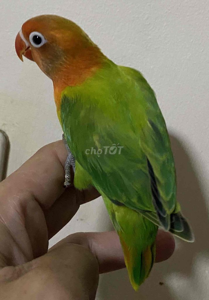Bé vẹt lovebird xanh lá đầu cam siu hiền và quấn. Mua bán Chim tại Quận Phú Nhuận Tp Hồ Chí Minh được đăng bởi Thuý An hình 1