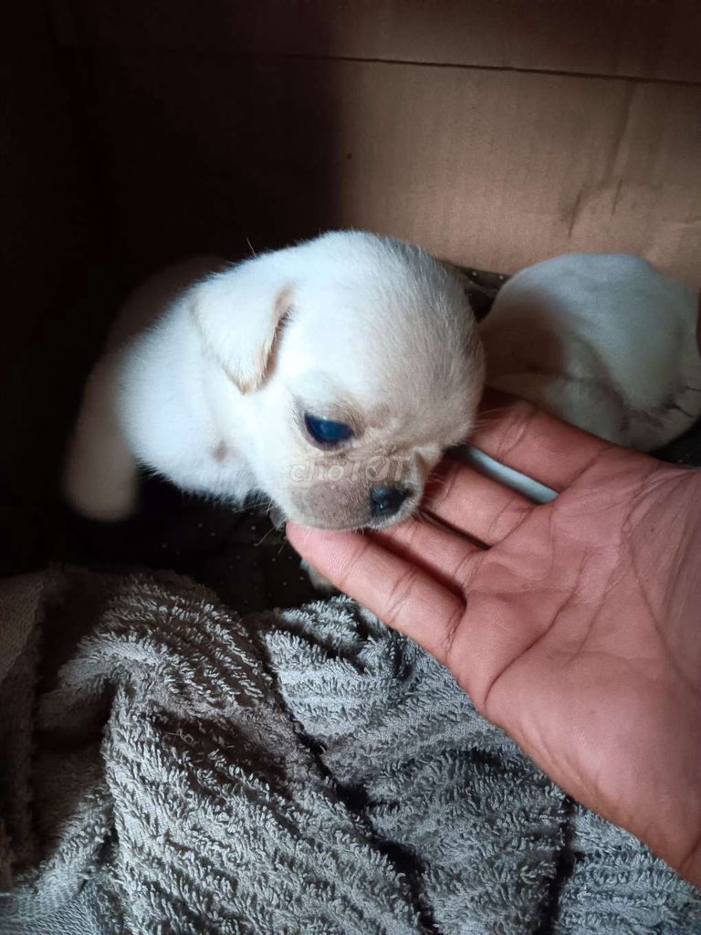 2 bé Pug xệ đực thuần chủng. Mua bán Chó tại Huyện Phụng Hiệp Hậu Giang được đăng bởi GÀ ĐÁ HẬU GIANG hình 6
